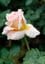 Breeholds Gardens - Mount Wilson Image -645068be6fa5b
